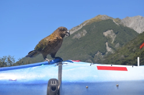 Kea