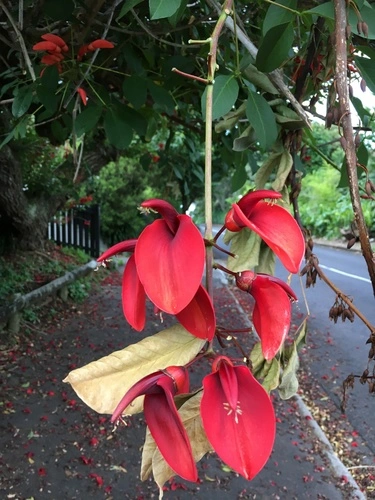 Cockspur coral tree