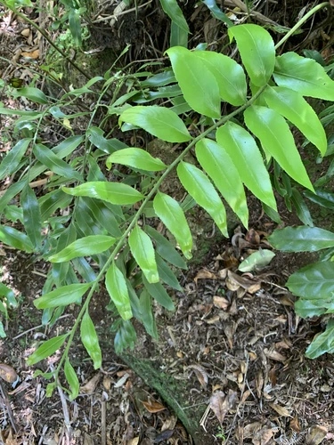 Huruhuruwhenua