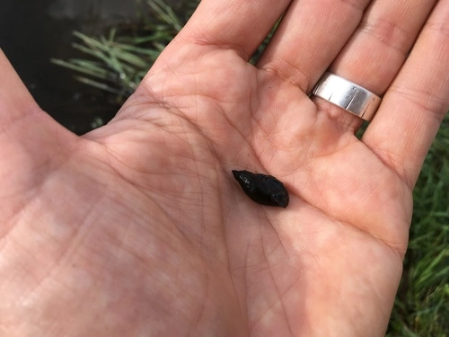Mimic Lymnaea
