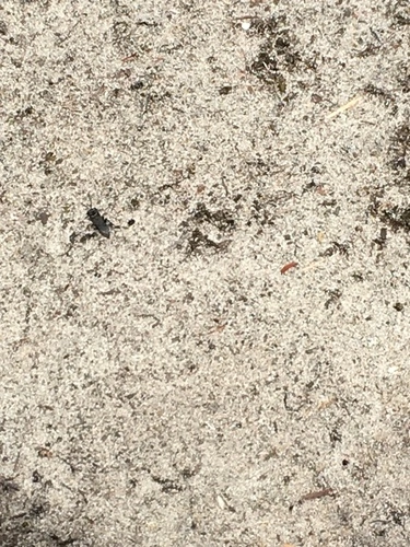 Ants, Bees, Wasps, and Sawflies