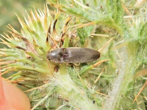 Pasture Wireworm