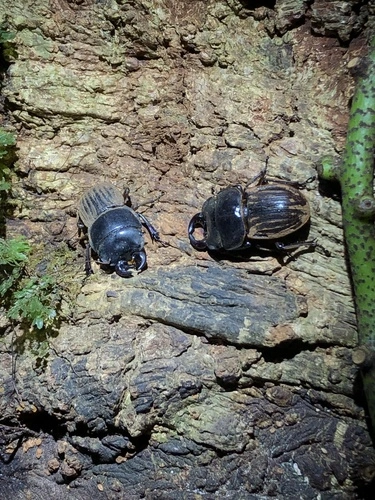 Helms's Stag Beetle