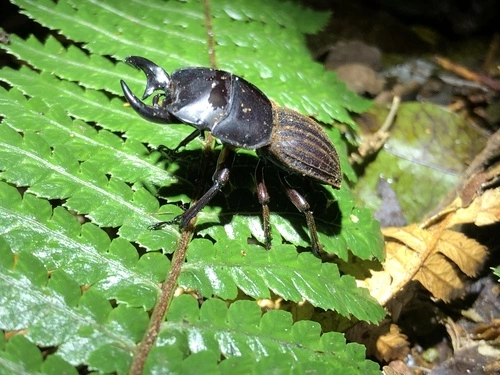 Helms's Stag Beetle