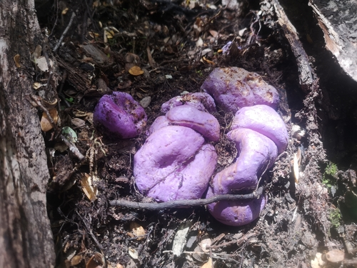 velvet potato fungus