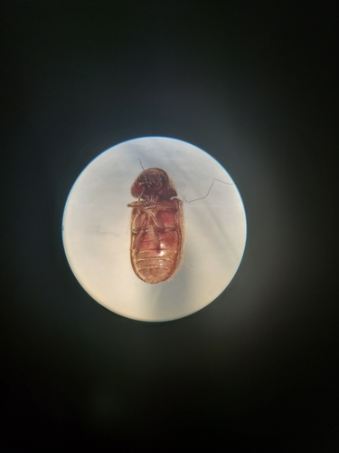 Drugstore Beetle