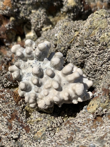 Corallinophycidae