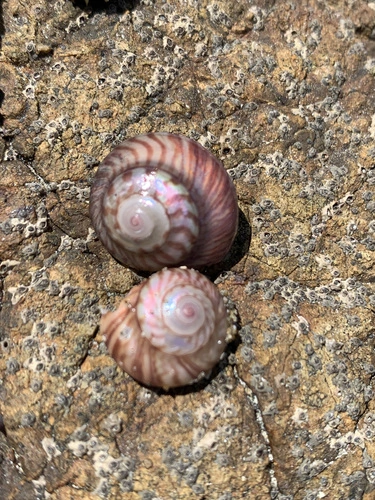 Wheel Shell
