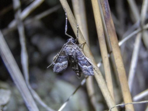 Carpet Moths
