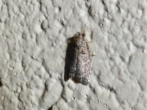 Tortricid Leafroller Moths