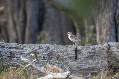 Northern Red-breasted Plover