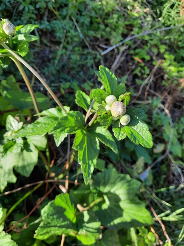 Hubei Anemone