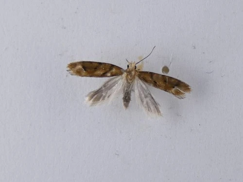 Chrysorthenches virgata