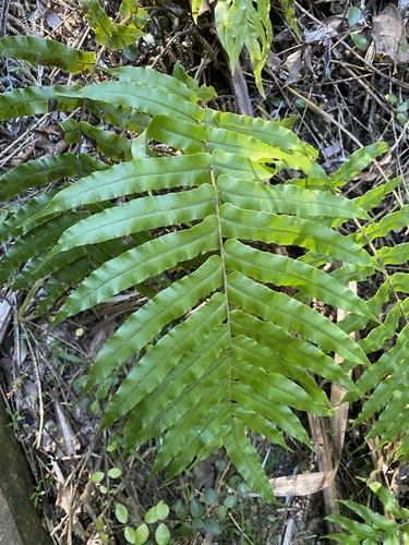eupolypods II