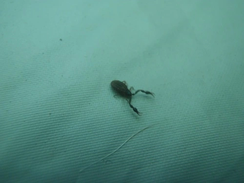 Chernetid Pseudoscorpions