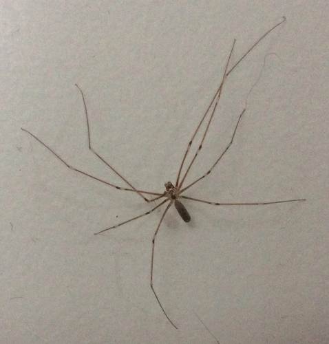 Daddy Longlegs Spider