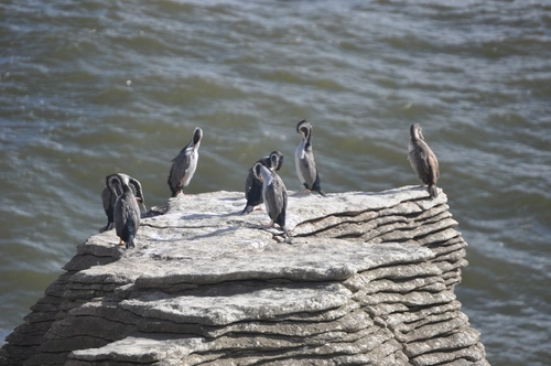 Phalacrocorax punctatus