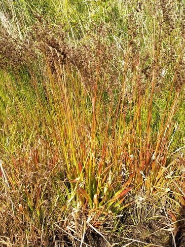 Juncus lomatophyllus