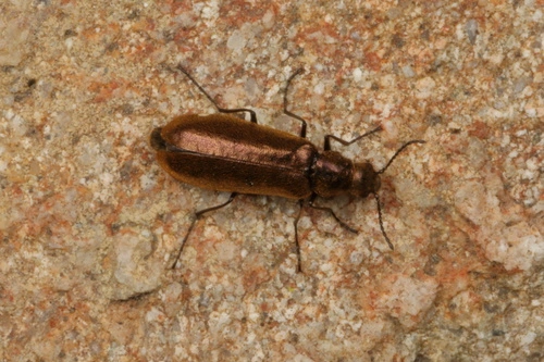 Soft-winged Flower Beetles