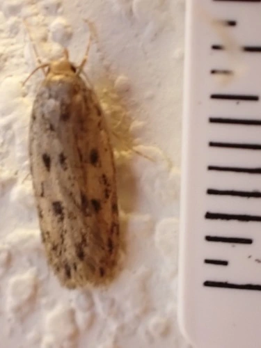 Brown House Moth