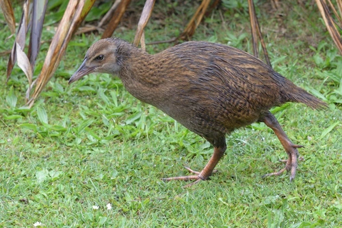 Western Weka