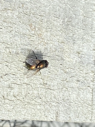 Greenbottle Flies