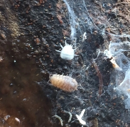 Woodlice and Pillbugs