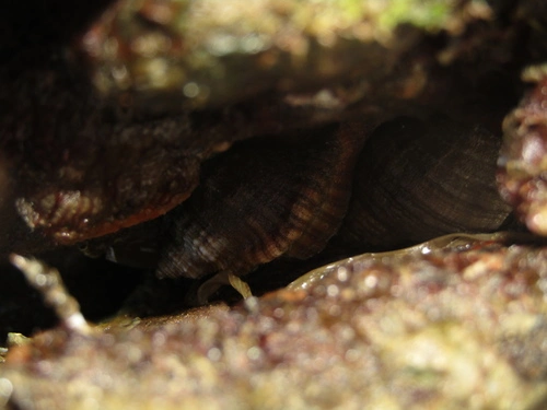 Spengler's Trumpet Snail