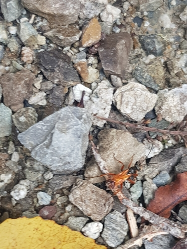 Tarantula-hawk Wasps