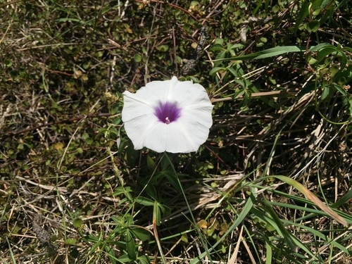 campanilla palmeada