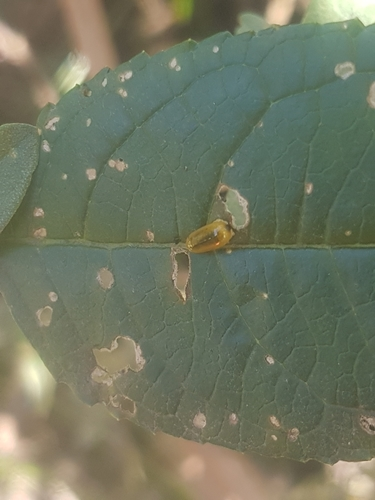 Buddleja weevil