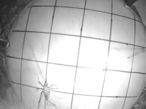 Cave Weta