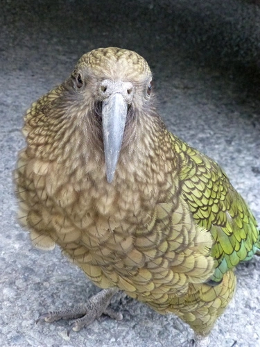 Kea