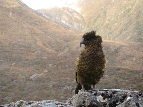 Kea