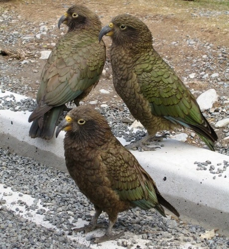 Kea