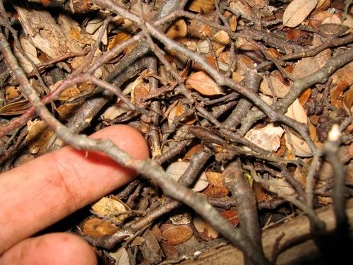 Cave weta