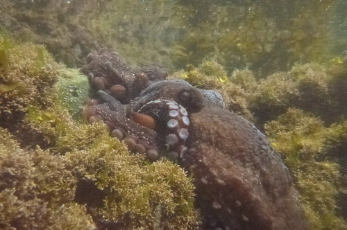Maori Octopus
