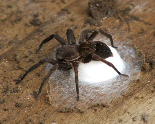 Vagrant spiders (Genus Uliodon)