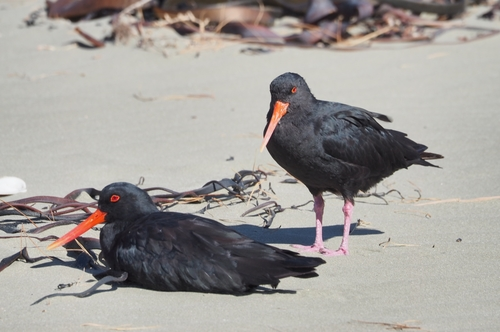 Variable Oystercatcher