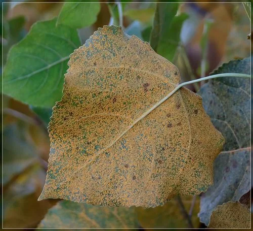 Poplar Leaf Rust Fungus
