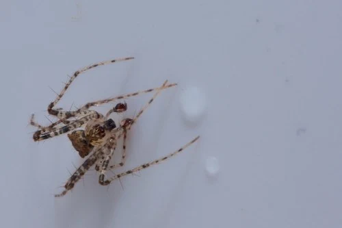 Pirate Spiders