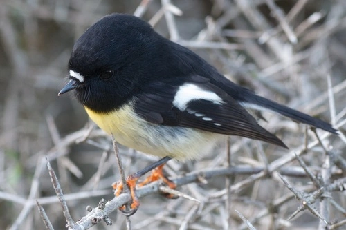 South Island Tomtit