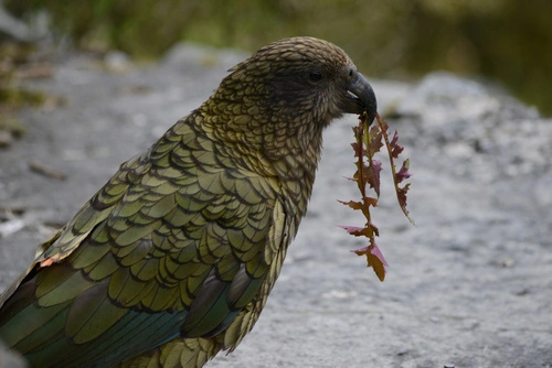 Kea