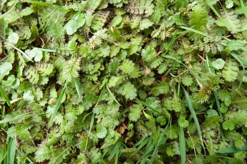 Leptinella traillii traillii