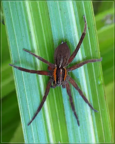 Unusual colour Nurseryweb Spider
