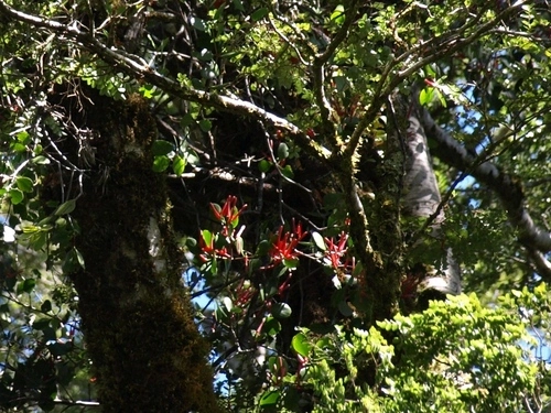 Scarlet mistletoe
