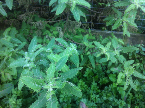 Tree Nettle (Urtica ferox)