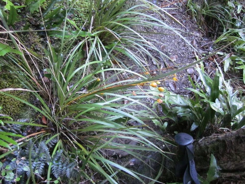 Mikoikoi (Libertia ixioides)