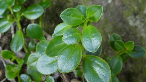 Peperomia urvilleana
