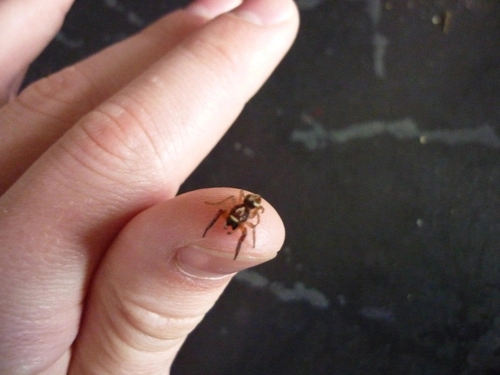 Jumping Spider (Family Salticidae)